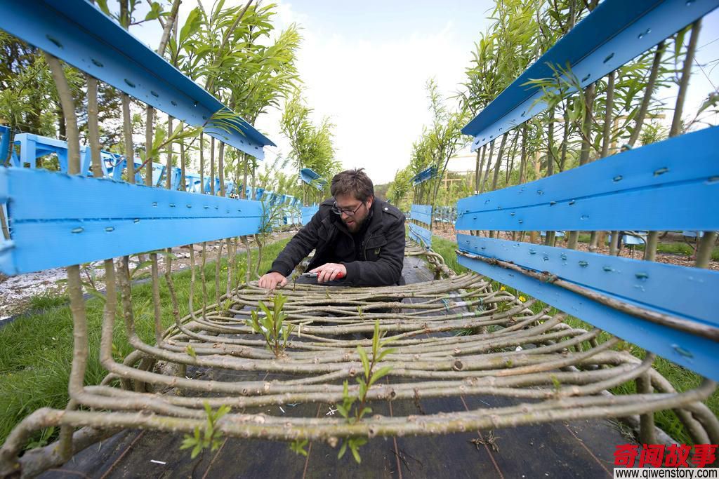 英国小伙花费六年时间在土里“种植”桌椅,现如今一张凳子卖3万