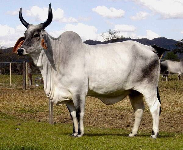 有关印度的15个事实，跟你想象中的差别有多大？