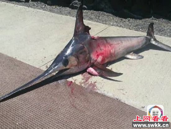 渔夫在工作中出现意外死亡 “凶手”竟然是剑鱼