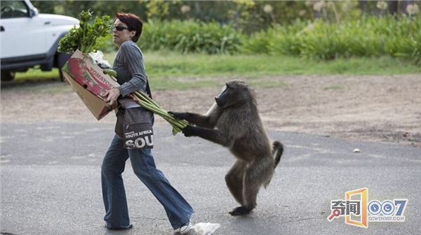 南非开普敦一只“厚颜无耻”的成年雄狒狒