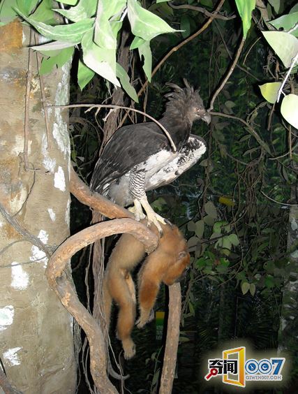 丛林发现奇怪身影,拍下这样的情景