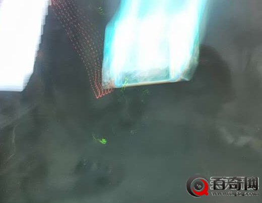 外星生物正在入侵！绿色生命体被曝光