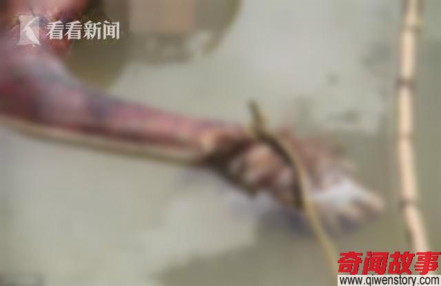 濒危大猩猩身中17枪被斩首 皮毛烧光被弃河边 一起濒危大猩猩被砍杀事件