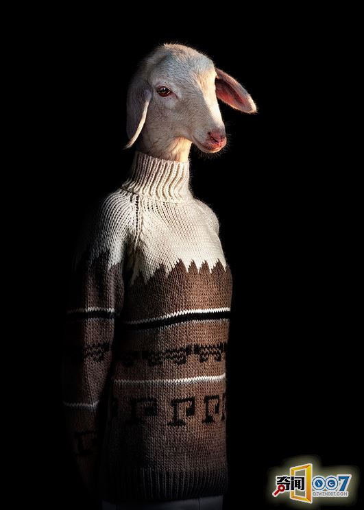 当动物穿上了时装，变成衣冠禽兽