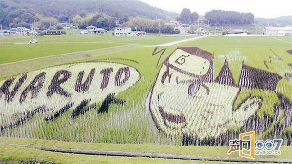 日本的稻田艺术：堪称日漫展