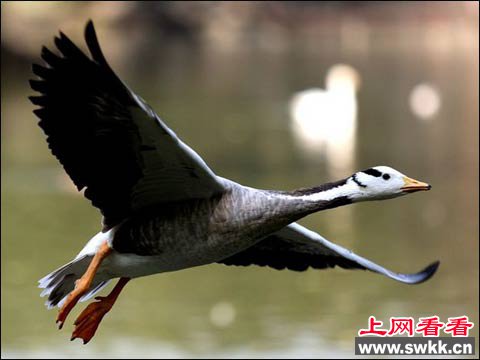 神奇生物斑头雁飞越珠穆朗玛峰之谜_0