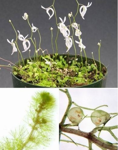 食人树的资料 细数哪七种植物能设置“死亡陷阱”