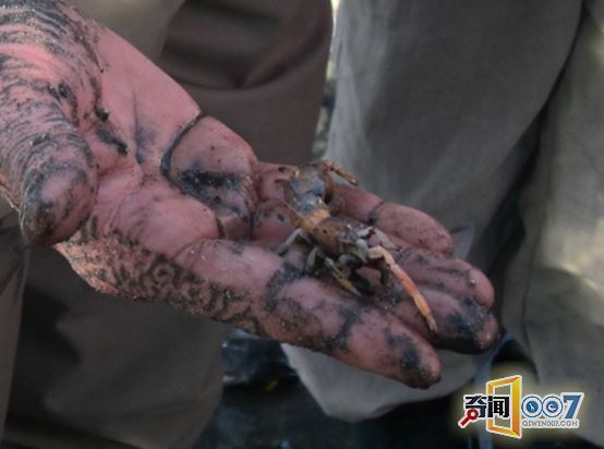 海滩挖洞让人不解，取出的生物叫人惊奇