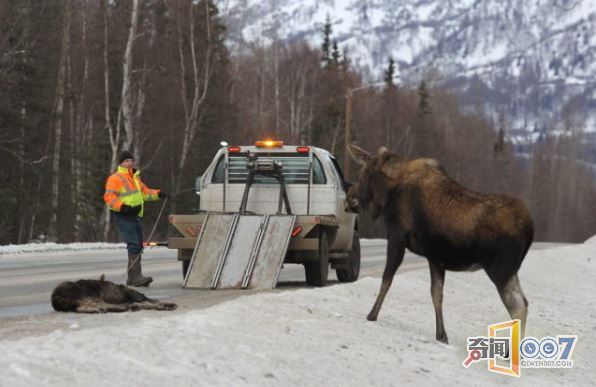 1000头驼鹿死于车祸，91万斤腐烂动物堵塞道路