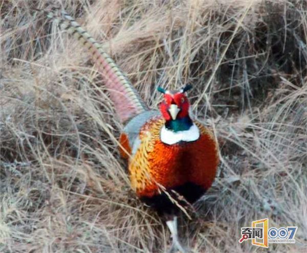 夫妇野外发现神奇仙女野鸡,傲娇模样博人眼球