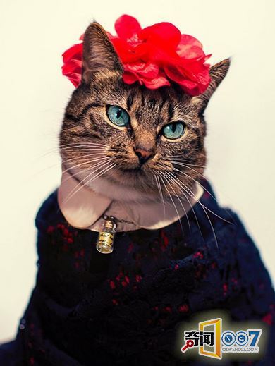 摄影师拍猫奴摄影作品，背后故事却令人感动