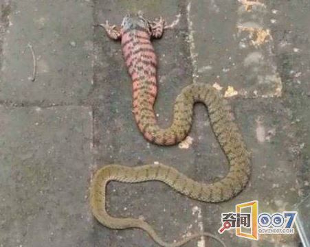 男子意外发现一条奇怪的蛇,吓的立马扔掉