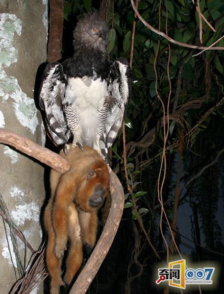 丛林发现奇怪身影,拍下这样的情景