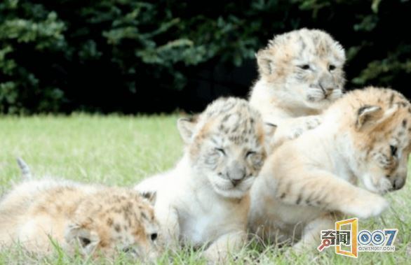 白狮和白虎相爱，产下“神兽”萌翻世界