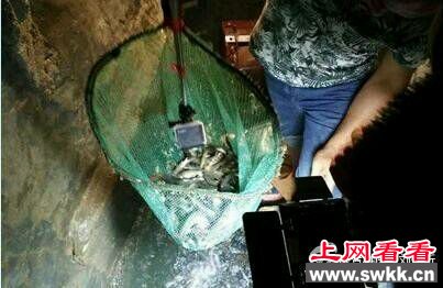 重庆农户挖出鱼泉 ＂喷鱼泉＂可为泉中奇观