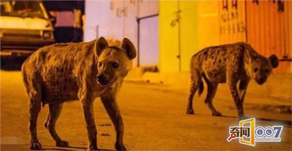 野生动物在城市安家,夜幕降临后呈现奇景