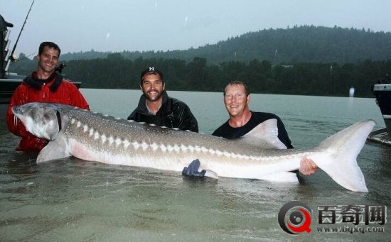 全球最大淡水鱼：巨型鲶鱼竟吞食人类