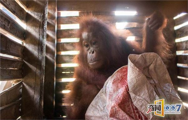 红毛猩猩被囚木箱 可怜表情令人心碎