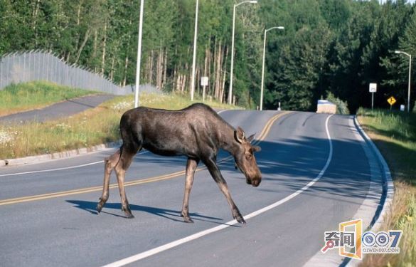1000头驼鹿死于车祸，91万斤腐烂动物堵塞道路