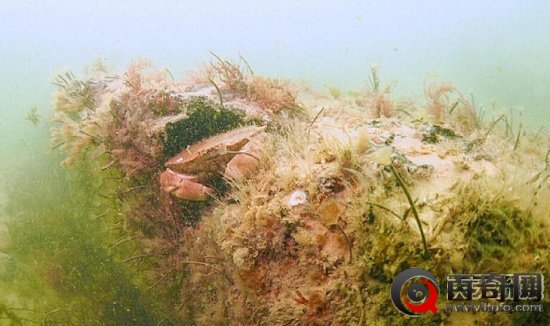 北海现1万年前远古树林 生于冰河世纪