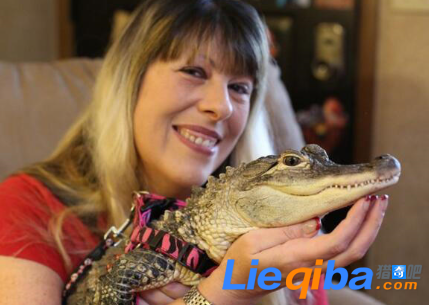 女子为鳄鱼刷牙做美甲 决心要把这种冷血动物暖化_0