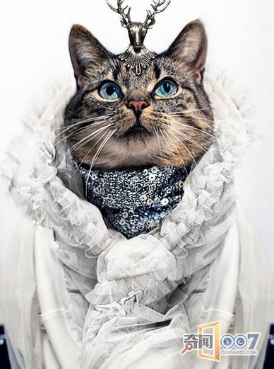 摄影师拍猫奴摄影作品，背后故事却令人感动