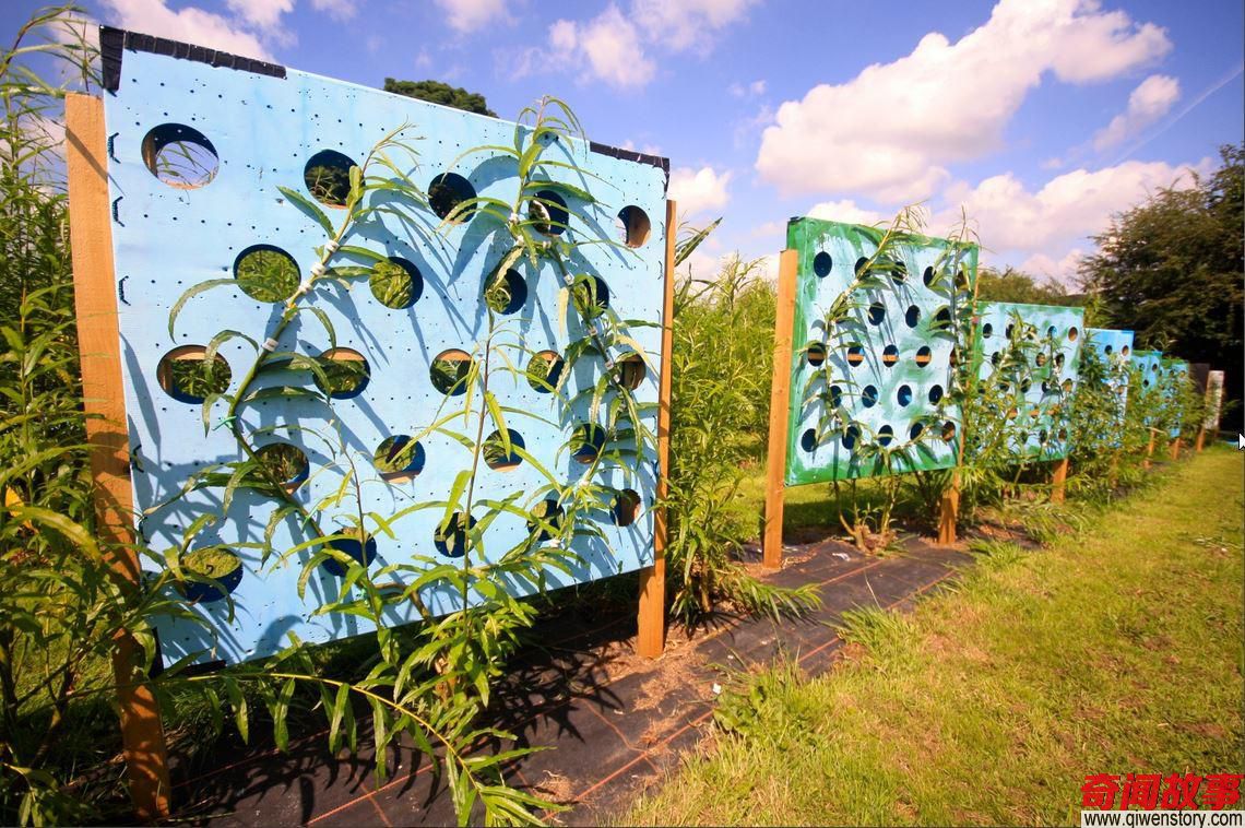 英国小伙花费六年时间在土里“种植”桌椅,现如今一张凳子卖3万