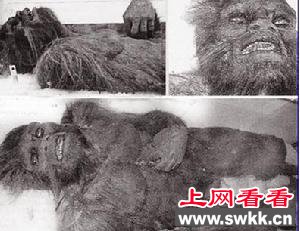 喜马拉雅山雪人之谜 喜马拉雅山雪人事件