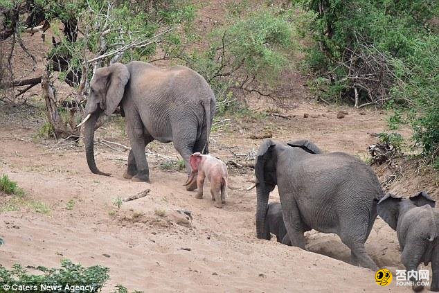 南非现罕见粉红小象