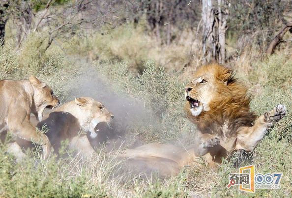 雄狮“回家”遭母狮围攻 吓得“魂不附体”仓惶撤退