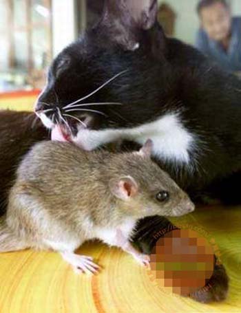 亲密猫鼠同吃同住