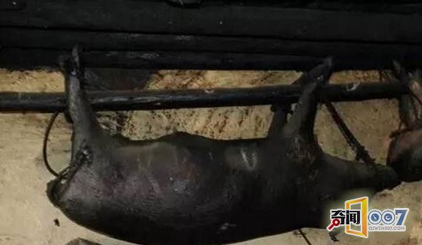 猪说下辈子不再当猪，勒死缝合，悬挂房梁数十年成珍品