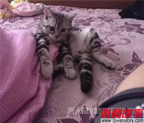 用320万房子寻猫怎么回事？网友：辞职去找猫了！