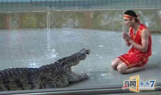 惊险：男子表演绝技将头伸进鳄鱼嘴中结果发生意外