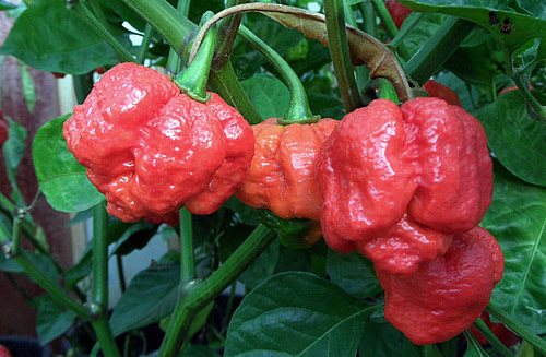 “the Trinidad Moruga Scorpion” 号称世界上最辣的辣椒