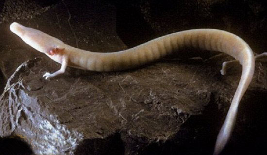 [图文]10种没有眼睛的动物