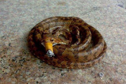 第二次世界大战中,与德国有着密切关系的巴西为何要向德国宣战-