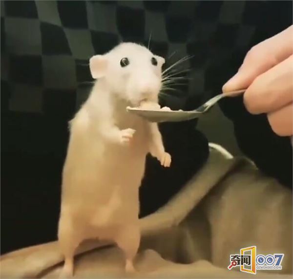 又一个主播走红网络,人气飙涨不减,不靠颜值只靠吃