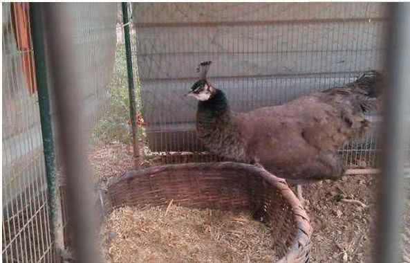 农民见到孔雀蛋!