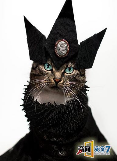 摄影师拍猫奴摄影作品，背后故事却令人感动