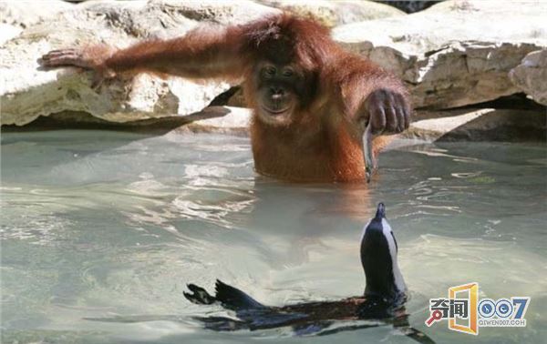 爱心爆棚：红毛猩猩喂小企鹅吃鱼，满满都是爱
