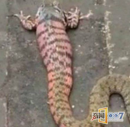 男子意外发现一条奇怪的蛇,吓的立马扔掉