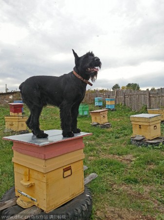战斗民族狗狗好学不倦干农活：冬打水夏犁田