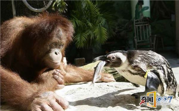 爱心爆棚：红毛猩猩喂小企鹅吃鱼，满满都是爱
