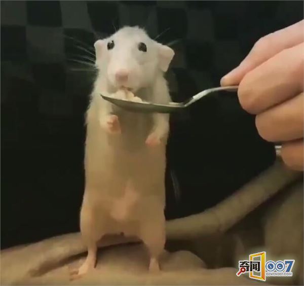 又一个主播走红网络,人气飙涨不减,不靠颜值只靠吃