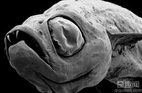 世界上最恐怖的动物