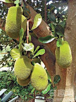 世界上最大的菠萝蜜【组图】