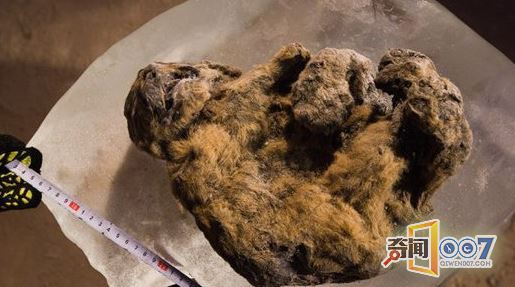 男子捡回一块奇特的石头，引起考古学家的注意