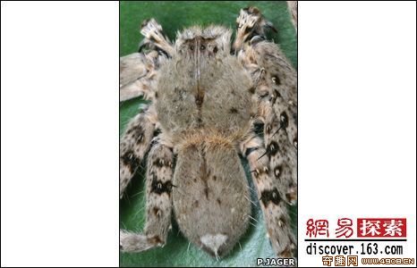 [多图]国际野生科考发现大湄公河的多种无脊椎新物种