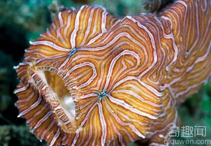 世界上最恐怖的动物